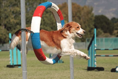 Agility dog training near me. Things To Know About Agility dog training near me. 